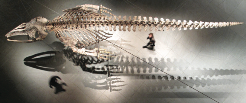 Installation view of Mobile Matrix (2006) at The Museum of Modern Art, New York. Graphite on gray whale skeleton, 6’ 5 3/16” x 35’ 8 3⁄4” x 8’ 8 3⁄4 in. Biblioteca Vasconcelos, Mexico City. Photograph by Charles Watlington. ©2009 Gabriel Orozco. Vista de la instalación Mobile Matrix (2006) en el Museo de Arte Moderno, Nueva York. Grafito sobre esqueleto de ballena gris, 196 x 1089 x 266 cm. Biblioteca Vasconcelos, Ciudad de México. Fotografía de Charles Watlington. ©2009 Gabriel Orozco