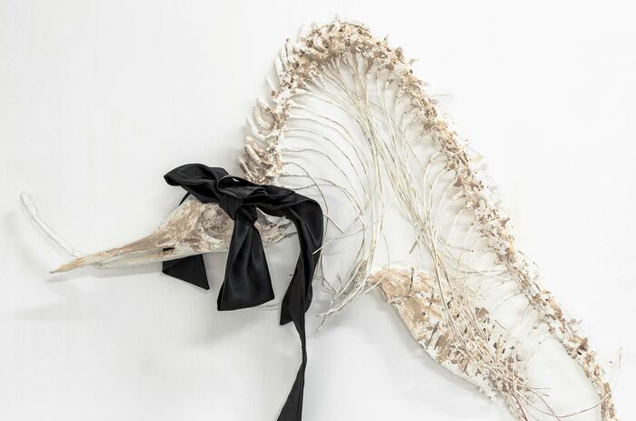 EMILIA DE LAS CARRERAS, LA ARTISTA QUE HACE TAXIDERMIA FICCIONAL