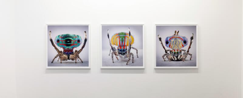 CARDOSO Y LA CIENCIA ESTÉTICA DEL COMPORTAMIENTO NATURAL EN LA COMETA