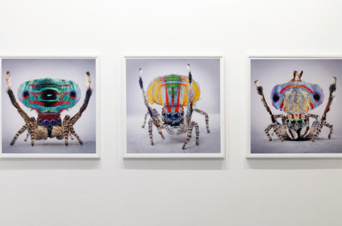 CARDOSO Y LA CIENCIA ESTÉTICA DEL COMPORTAMIENTO NATURAL EN LA COMETA