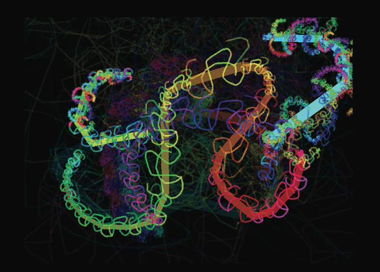 Gesto Fractal, 2005. Net art, 800 x 600 pixels. Courtesy/Cortesía Grupo Proyecto Biopus