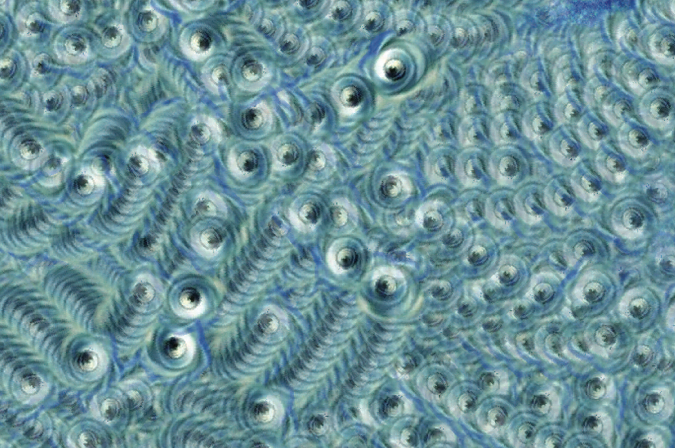 Enjambre/Swarm, 2002. Net art, 800 x 600 pixels. Courtesy/Cortesía Grupo Proyecto Biopus.