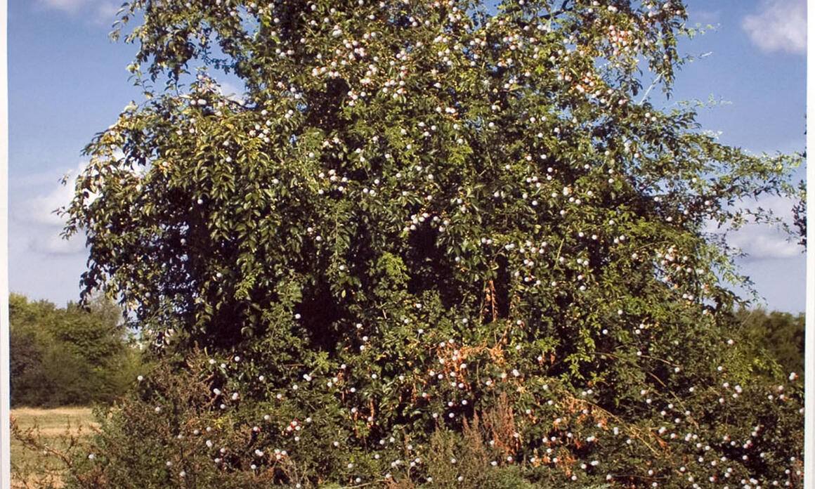 Hugo Lugo, Hombre Desaparesido/Disappeared Man 