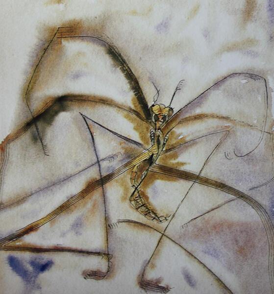 Francisco Toledo, Watercolor over cotton paper, 28x37 cm. Acuarela sobre papel de algodon, 28x37 cm