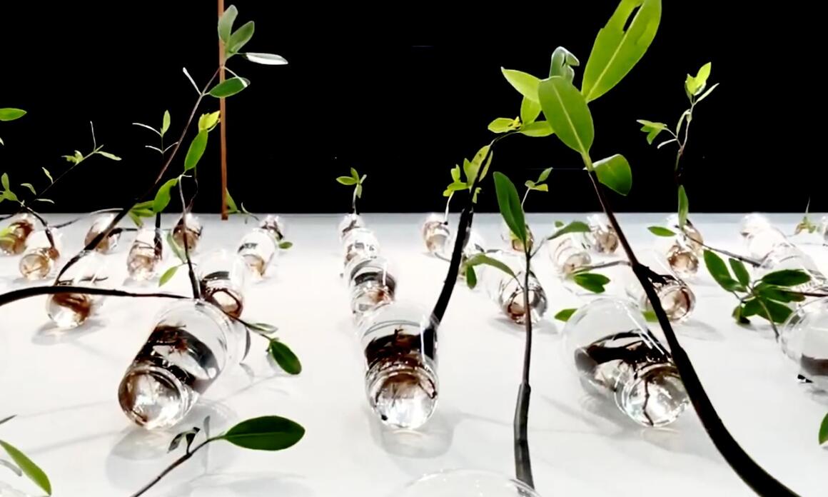 15 AÑOS DE ACTIVACIONES ARTÍSTICAS ECOLÓGICAS DE XAVIER CORTADAS