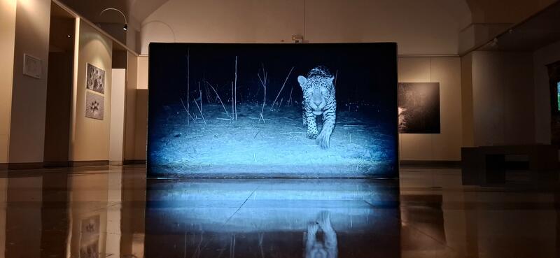 ARTE, COMUNIDAD Y ECOLOGISMO EN LA MÍSTICA DEL JAGUAR, EN MUSEO DE AMÉRICA