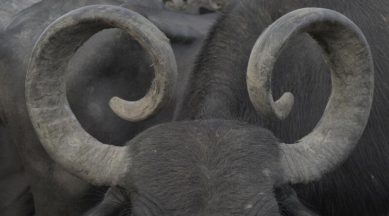 BIENALSUR COMISARIA UNA MUESTRA DE AUDIOVISUALES LATINOAMERICANOS EN EL REINA SOFÍA 
