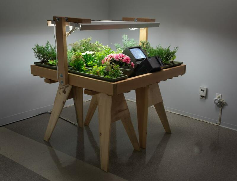 Life Cycle: Electric Light + Water + Soil → Flowers → Bees → Honey, 1971/2017. Hives, lavender, rosemary, red apple ground cover, flowers, video camera, video monitor, retro grow lights, and bees hive, 40 x 40 x 1 1/2 in. (101.6 x 101.6 x 3.8 cm); garden: 4 x 4 ft. (121.92 x 121.92 cm)