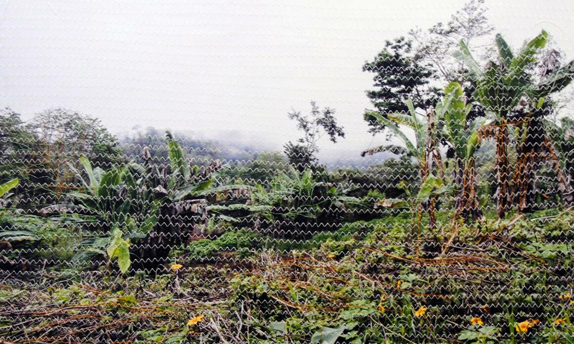 Portugal Tropical en Miami