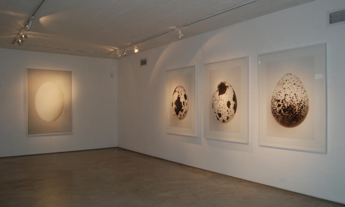 Los Pájaros, exhibition view, Galería del Paseo Punta del Este.