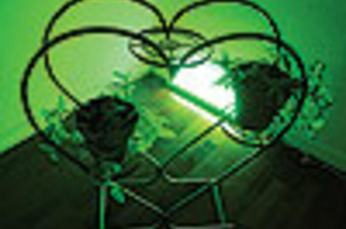 REVIEWS - SILVIA GRUNER