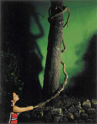 Luis Gispert, "Tree", 2002, Cibachrome, 152 x 127 cm., Fredric Snitzer Gallery