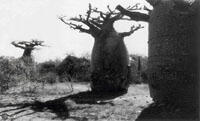 Tacita Dean, "Baobab", 2001, Black and white photograph, 70 x 150 cm.