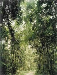 Thomas Struth, "Paradise 23, Sao Francisco de Xavier/Brazil", 2001, C-prunt, 227,5 x 180,3 cm.